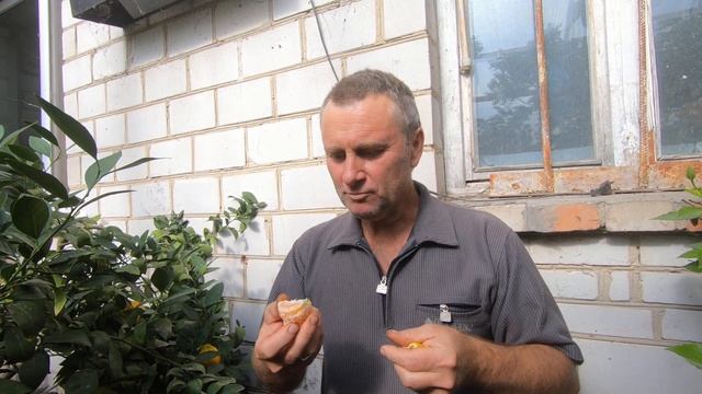 Зреют мандарины. смотреть онлайн