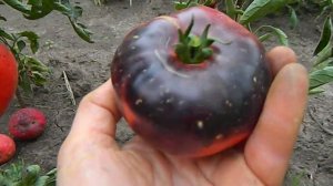 Томат Озарк Санрайз. Первые созревшие помидорки!