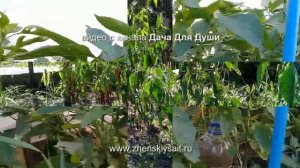 ОСТРЫЙ ПЕРЕЦ: особенности выращивания,  как различить рассаду от СЛАДКОГО