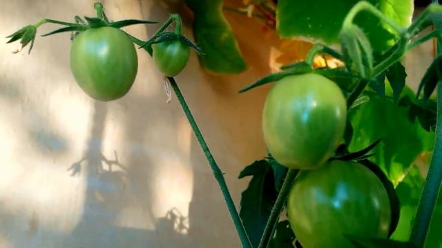 "Балконное чудо" смотреть онлайн