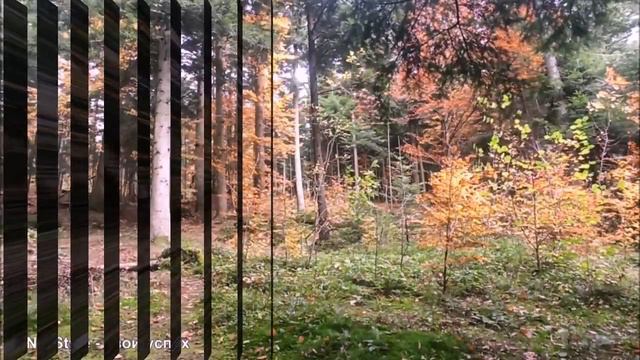 Как пение лесных птиц меняет ваше настроение