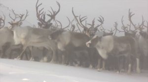 Жизнь народов севера