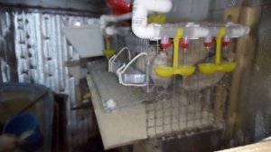 Жидкий помет у Перепелов. Хроники лечения. День 3