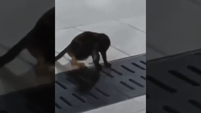 Кот ловит крысу через щель
