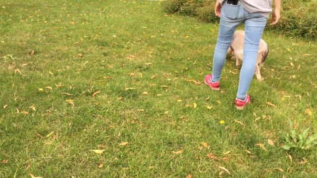 Парк «ФЕСТИВАЛЬНЫЙ».?Такого вы ещё не видели! Декоративная свинка Уф на прогулке. Москва.13.09.21г. смотреть онлайн