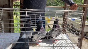 Царицынские голуби в клетке Волгоград