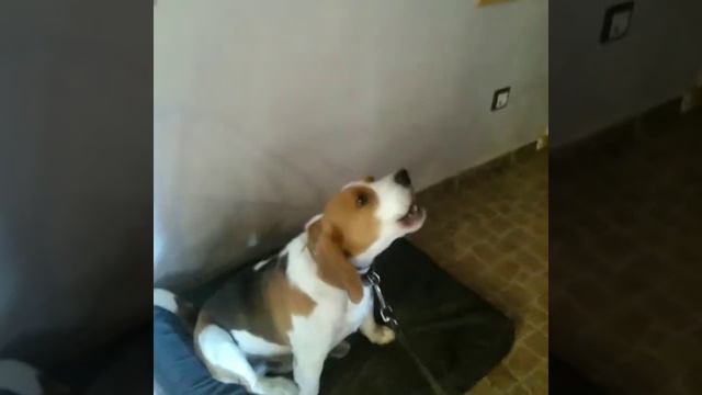 Поем,howling beagle, singing dog смотреть онлайн