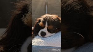 Как долго отходят собаки после стерилизации?