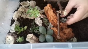 Я посадил РАСТЕНИЯ В ТЕРРАРИУМ к ПАУКУ