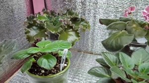 Освещение для фиалок. Как выбрать? Тестируем светодиодные лампы.