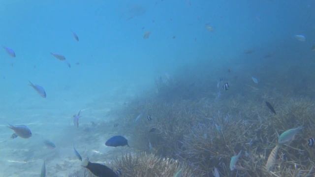 Sony DSC-TX10 underwater2 смотреть онлайн