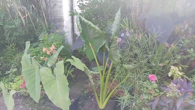 ep.396 เศียรนาคราช ของจริง แตกต่างจากห่อเงินห่อทอง จำแนกแบบนี้นี่เองเข้าลักษณะชัวร์ สุดยอด 😊♥️ смотреть онлайн