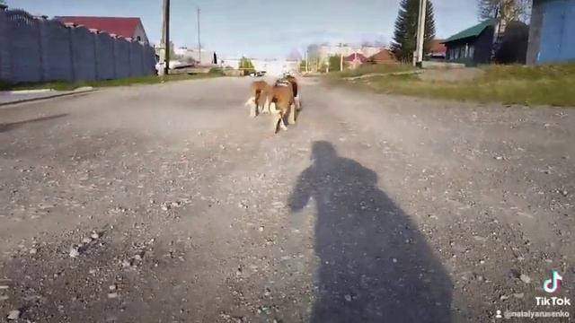 малыши Фаворит Гиант смотреть онлайн