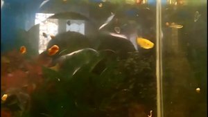 Селекция гуппи - начало.