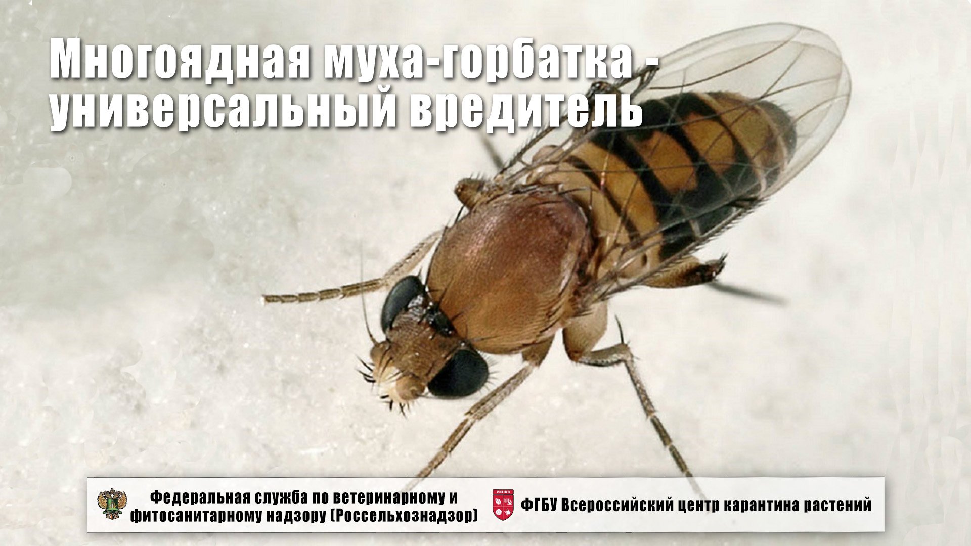 Многоядная муха-горбатка - универсальный вредитель