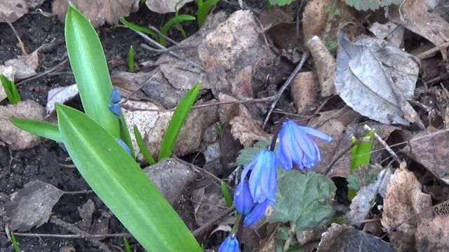 Мелодия весны. смотреть онлайн