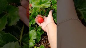 Земляника НСД ИРИШКА