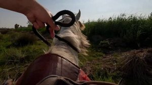 Арабский скакун "Туман"