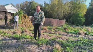 Уборка стеблей табака продолжается. Наводим порядок. Наша жизнь в деревне