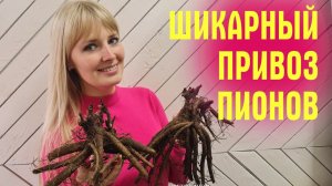 УСПЕЙТЕ ПОСАДИТЬ ИХ ОСЕНЬЮ! Обзор НОВЫХ ПИОНОВ и ИРИСОВ! Это надо видеть!