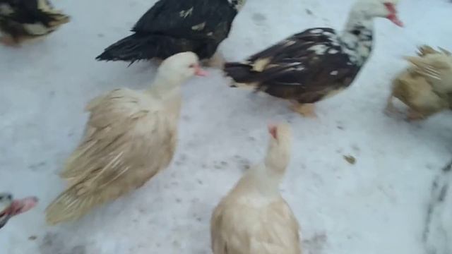 обратно идёт снег , хлопочет по хозяйству. смотреть онлайн