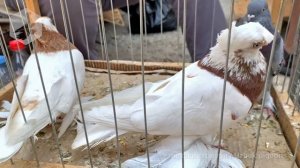 Птичий рынок г. Ташкент - ГОЛУБИ (12.06.2021) / Uzbek Pigeons