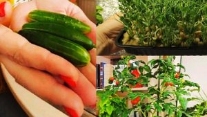 Секретные штучки для зимнего огорода! Растим удовольствие, а не проблемы