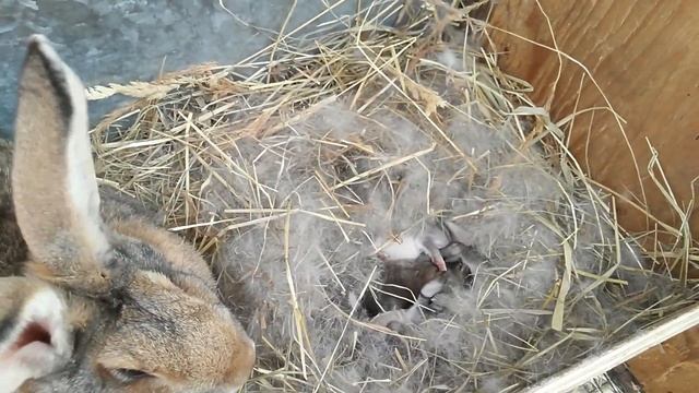 Обзор клетки для кроликов из металла смотреть онлайн