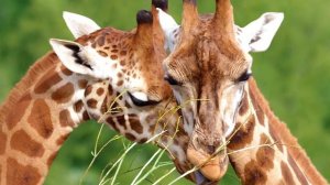 5 интересных фактов о спаривании животных(english)