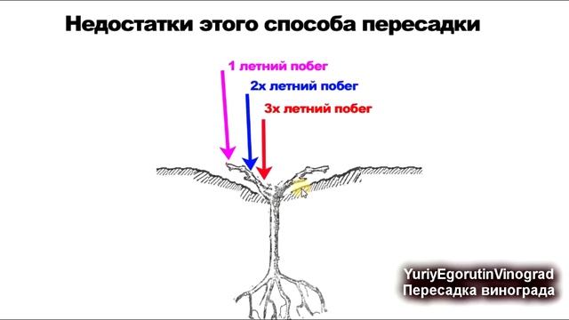 ? 2 идеи! Как грамотно пересадить куст винограда на новое место. Школа виноградаря. Часть №9. смотреть онлайн