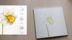Учимся рисовать вместе. Рисуем пошагово Нарцисс. Быстрый скетч. Акварельные карандаши