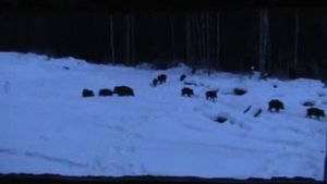 Охотничье хозяйство "Глухое"