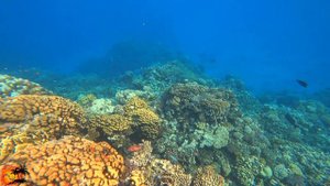 Fantazia Resort Marsa Alam 5*. Шок! Акулы на Марсе! House reef.