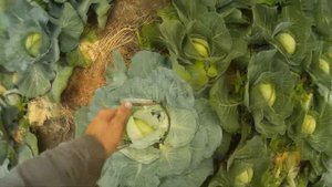 Спасаем капусту от растрескивания