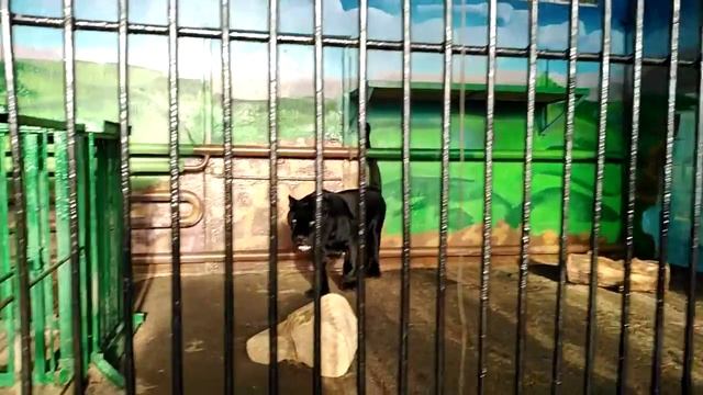 Нереально красивый ягуар чёрной вариации #зоопарк #ягуар# вариация #чип #красава смотреть онлайн