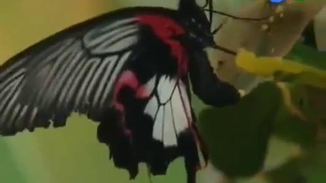 Содержание бабочек в домашних условиях