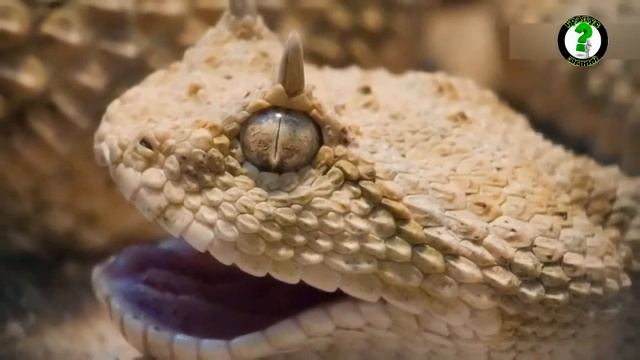 Как выглядит "рогатая" гадюка и где обитает смотреть онлайн