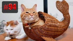 🐱😂  | UNUSUAL MEMES приколы лучшие до слез 🐱🤣 2022 Funny cute cats compilation #94