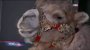 В Москве назвали победителей фестиваля циркового искусства И