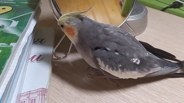 Корелла Жорик болтает смотреть онлайн