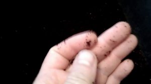 Дендробена . От кокона до маточника 4 недели