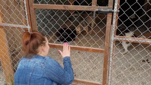 СЪЕЗДИЛИ В ПРИЮТ ДЛЯ БЕЗДОМНЫХ ЖИВОТНЫХ "ЛОХМАТАЯ ДУША"