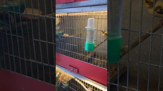 Канарейки разведение 2023г. смотреть онлайн