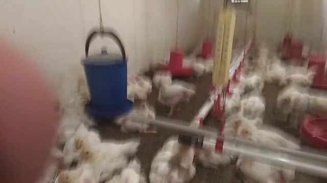 Как Я охлаждаю Бройлеров в Жару на улице 30.7С в курятнике 28С.