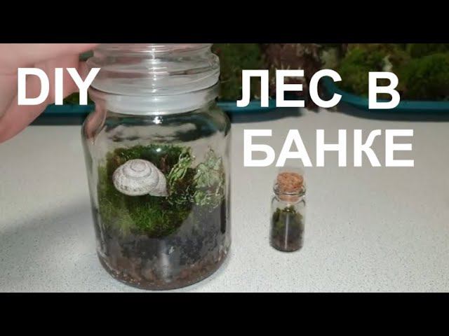 ЛЕСНОЙ ФЛОРАРИУМ/ОСЕННИЕ ПОДЕЛКИ ИЗ ПРИРОДНОГО МАТЕРИАЛА/FOREST FLORARIUM