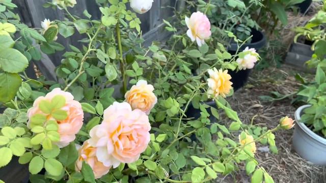 David Austin rose Golden celebration blooms in July 2022 смотреть онлайн