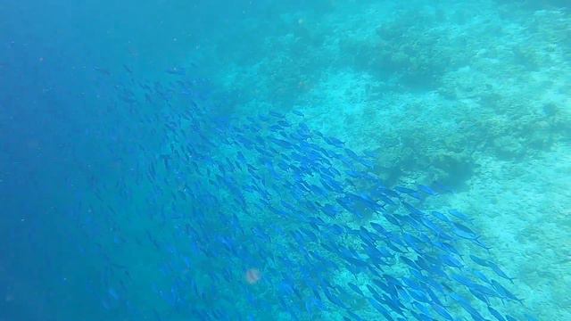 243 Мальдивы Бандос снорклинг 2021 1081 смотреть онлайн