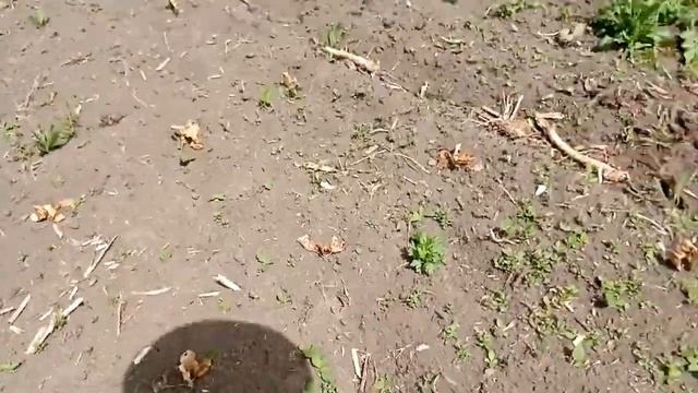 2 июня всходы из мёртвых. смотреть онлайн