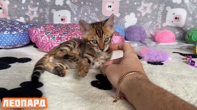 Леопард видео 2 мальчик арамильские бенгали смотреть онлайн
