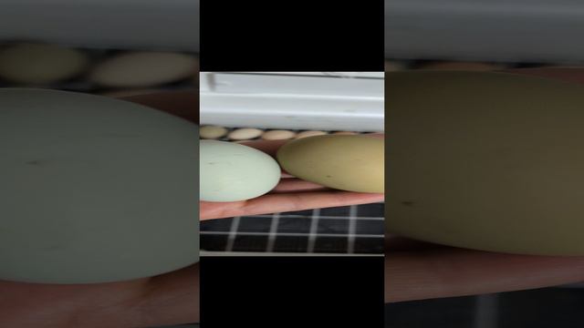 Красивые яйца #shorts